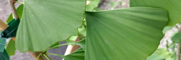 z Ginkgo biloba Tremonia