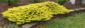 z Conifer Juniperus horizontalis Limeglow
