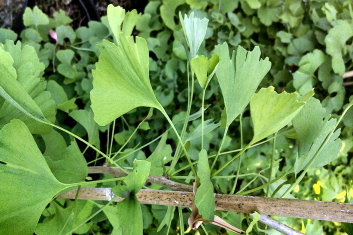 Ginkgo biloba Thelma