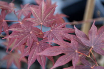 Acer palmatum Nomura nishiki