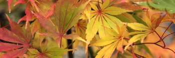 Acer palmatum Matsukaze