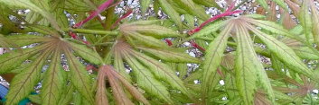Acer palmatum B17