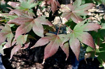 Acer palmatum Boskoop Glory