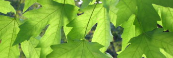 Acer griseum x saccharum Sugarflake 