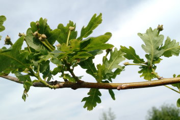 Quercus robur Furst Schwarzenberg  (English Truffle Oak)