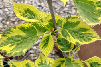 Davidia involucrata Aya nishiki