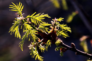Quercus robur Filicifolia