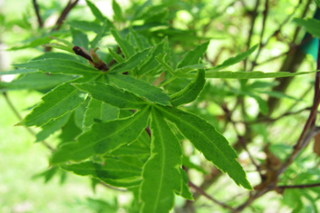 Acer palmatum Tennyo no hoshi