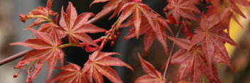 Acer palmatum Shishio Improved (Also see Chishio Improved)