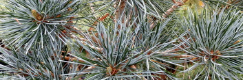 z Conifer Pinus parviflora Blauer Engel