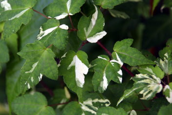 Acer crataegifolium Veitchii-RC