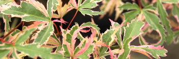 Acer palmatum Mama fu