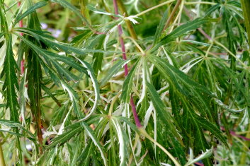 Acer palmatum Diane Verkade