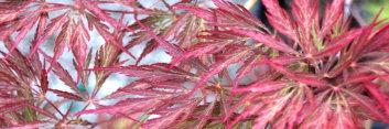 Acer palmatum Ever Red