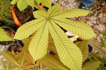 Aesculus hippocastanum Wisselink