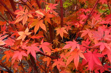 Acer palmatum Sao Shika