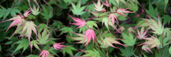 Acer palmatum Kuro hime