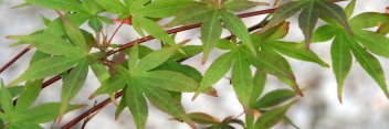 Acer palmatum Green Star