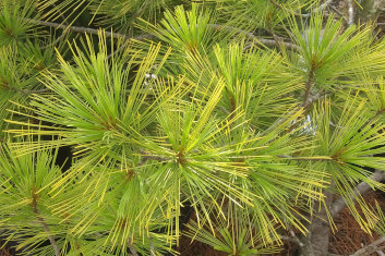 Pinus strobus Louie
