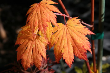 Acer japonicum Oisami