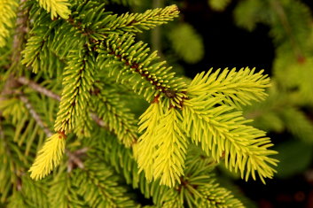 Picea abies Aurea Jacobson