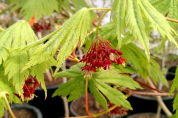 Acer japonicum Ed Wood 2