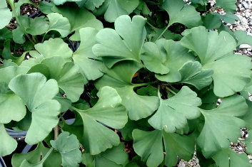 Ginkgo biloba Everton Broom