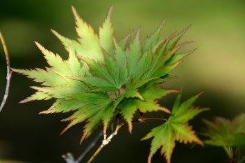 Acer palmatum Sazanami