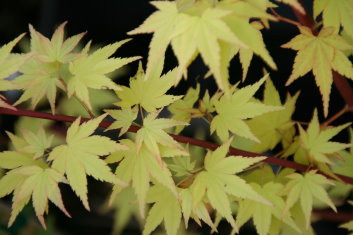 Acer palmatum Akane