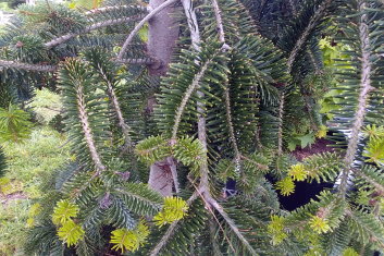 Abies alba Green Spiral