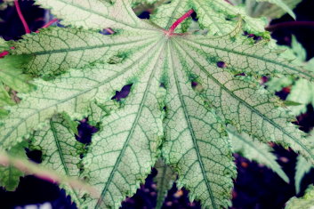 Acer palmatum Strawberry Spring