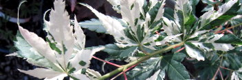 Acer palmatum Cotton Candy