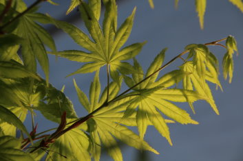 Acer palmatum Ki hachijo