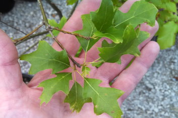 Quercus prinus Compacta