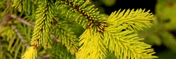 z Conifer Picea abies Aurea Jacobson