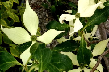 Cornus kousa Snow Tower