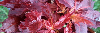 Acer palmatum Crumple Leaf (also see Ruby Ridge)