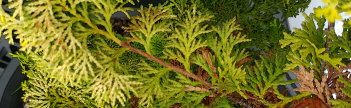 z Conifer Cham obtusa Limerick