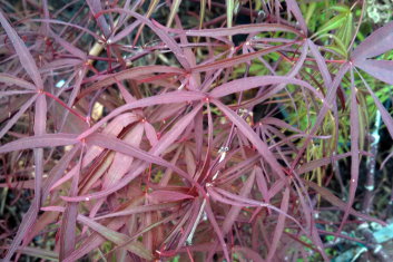 Acer palmatum Enkan