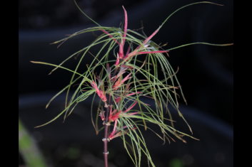 Acer palmatum Fairy Hair