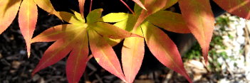 Acer palmatum Ichigyoji