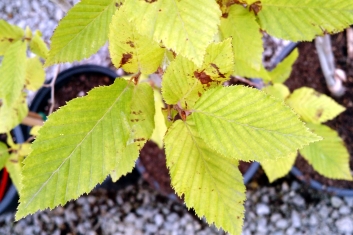 Carpinus betulus Pendula