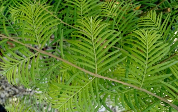 Metasequoia glyptostroboides Silhoutte ( Dawn Redwood )