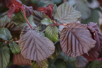 Corylus avellana Red Majestic ( Contorted hazelnut)