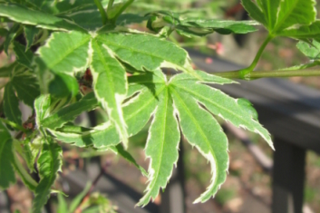 Acer palmatum Matsugae