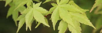 Acer palmatum Tsukasa Silhouette