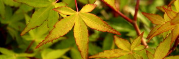 Acer palmatum Mizuho  beni