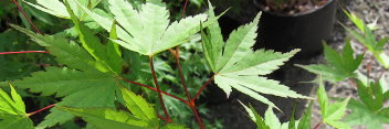 Acer palmatum Coral Magic