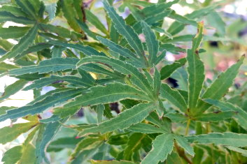 Acer palmatum Asagi nishiki