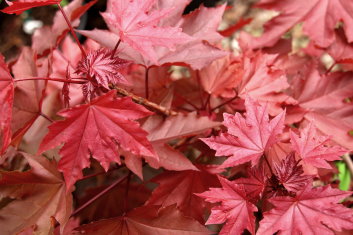 Acer platanoides Purple Globe